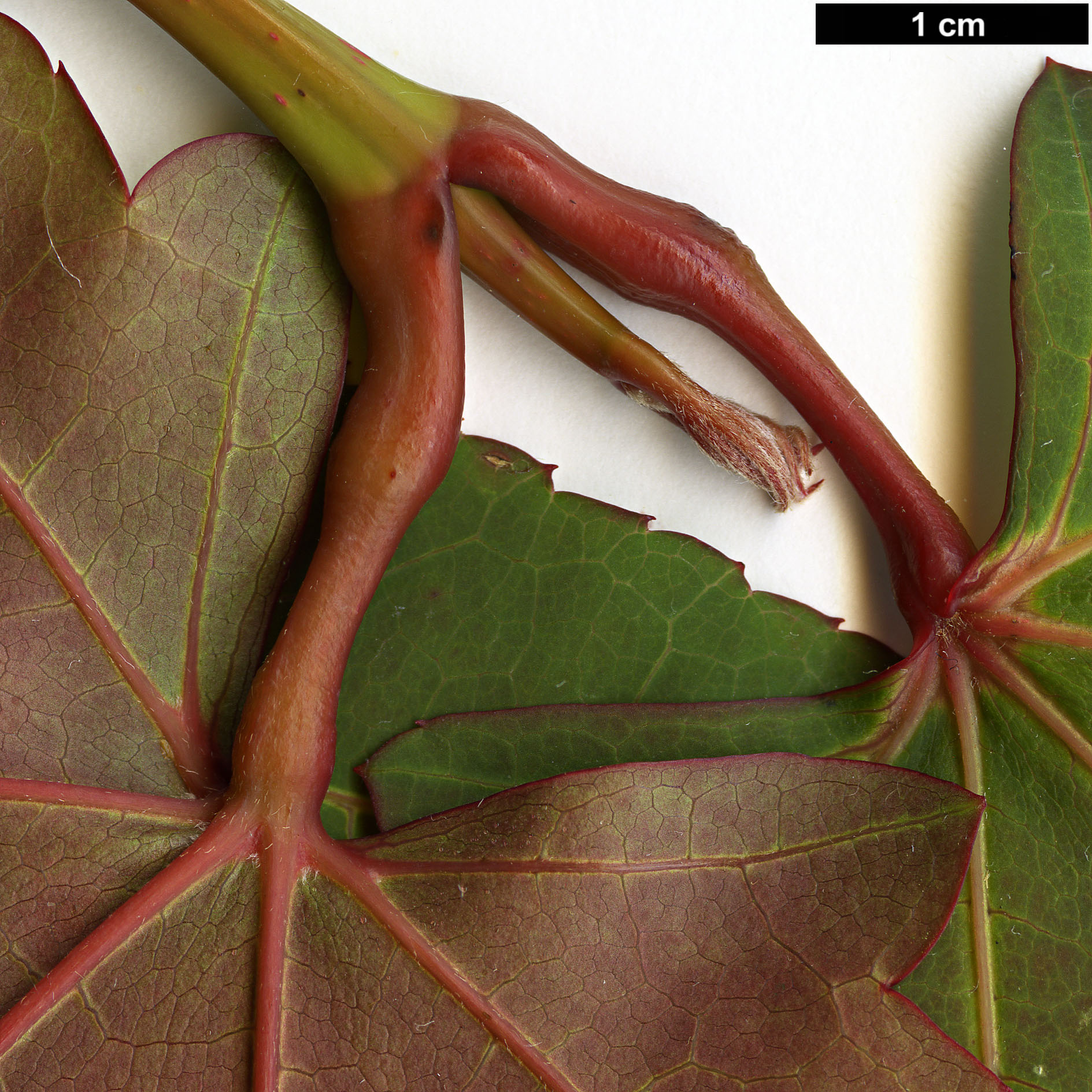 High resolution image: Family: Sapindaceae - Genus: Acer - Taxon: aff. campbellii